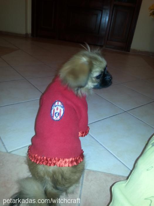 chip Erkek Pekingese