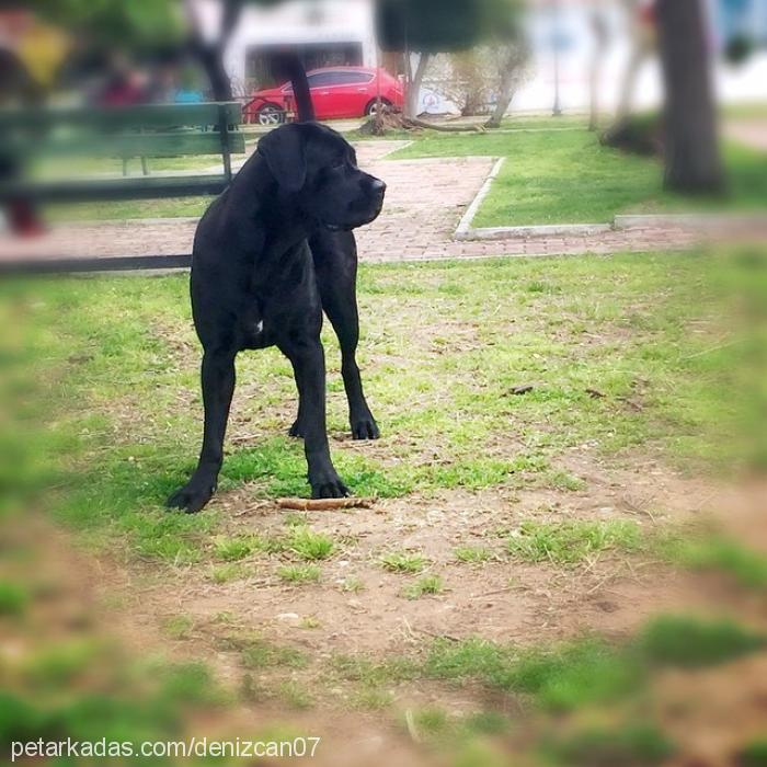 venüs Dişi Cane Corso Italiano