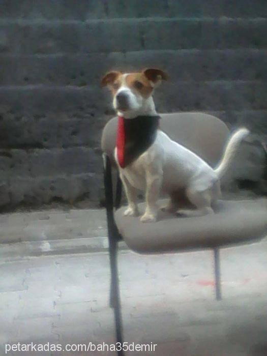 jakkİİİ Erkek Jack Russell Terrier