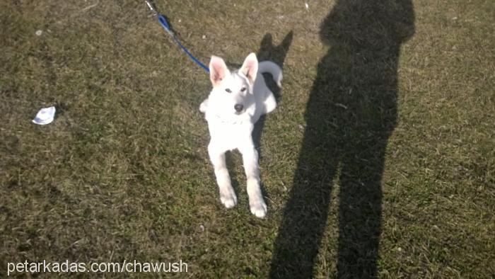 paşa Erkek Canaan Köpeği