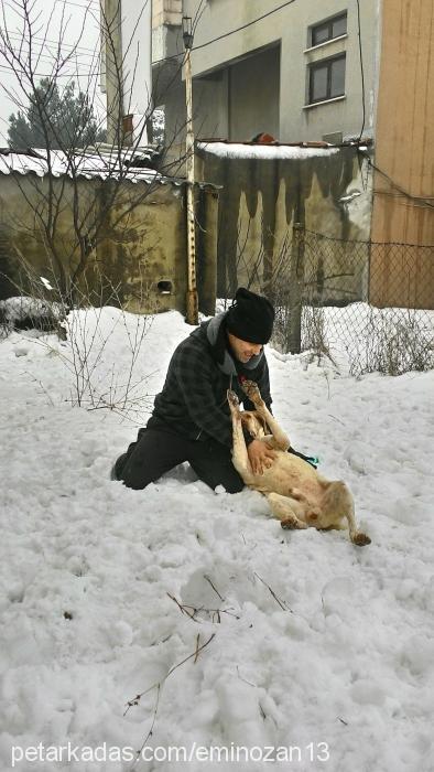 çakır Erkek Çatalburun