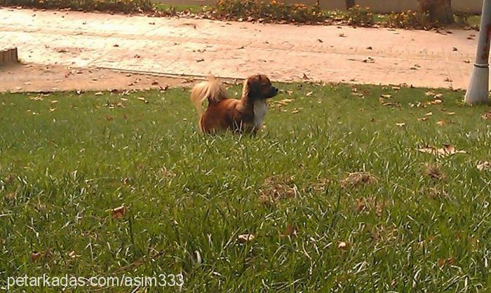 angel Dişi Border Terrier