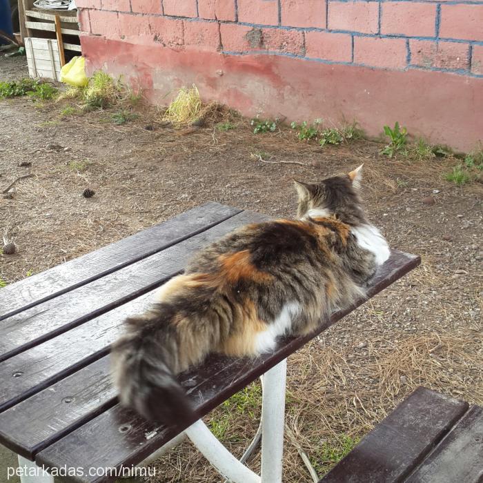 miya Dişi Norwegian Forest