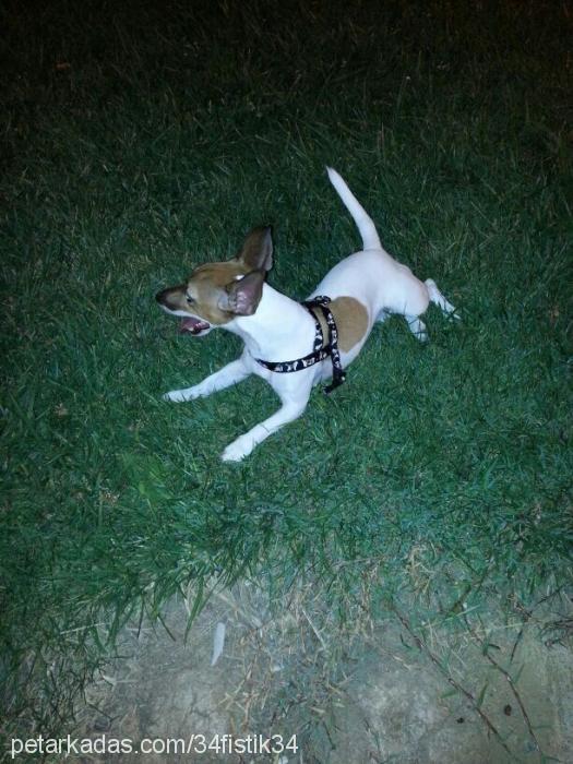 fıstık Dişi Jack Russell Terrier