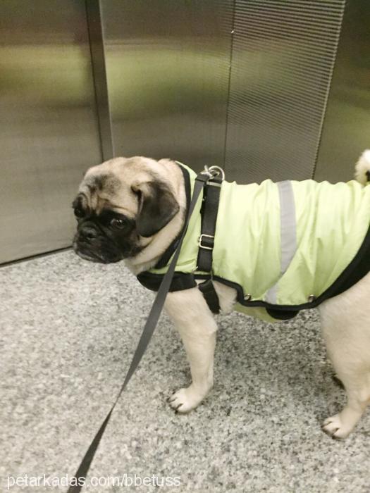 betüş Dişi Pug