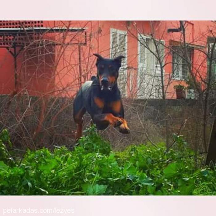 ateş Erkek Doberman Pinscher