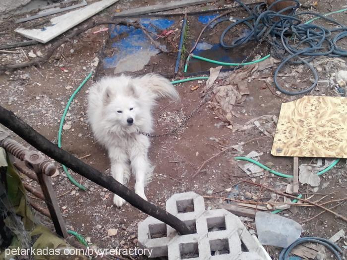 rüzgar Erkek Samoyed