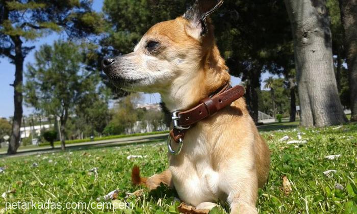 nazlı Dişi Jack Russell Terrier