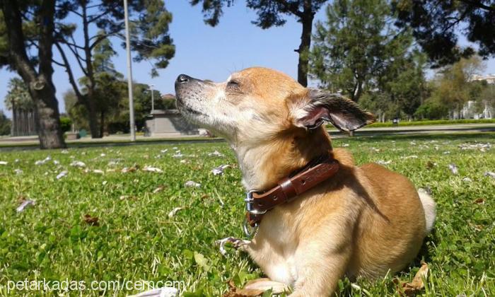 nazlı Dişi Jack Russell Terrier