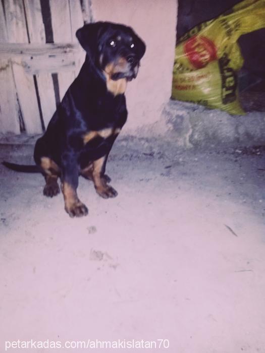 efe Erkek Rottweiler