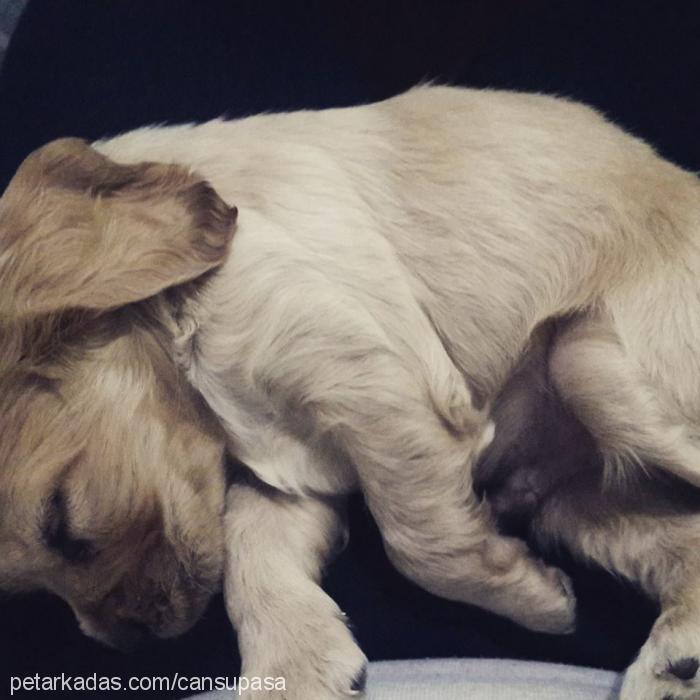 paşa Erkek Amerikan Cocker Spaniel