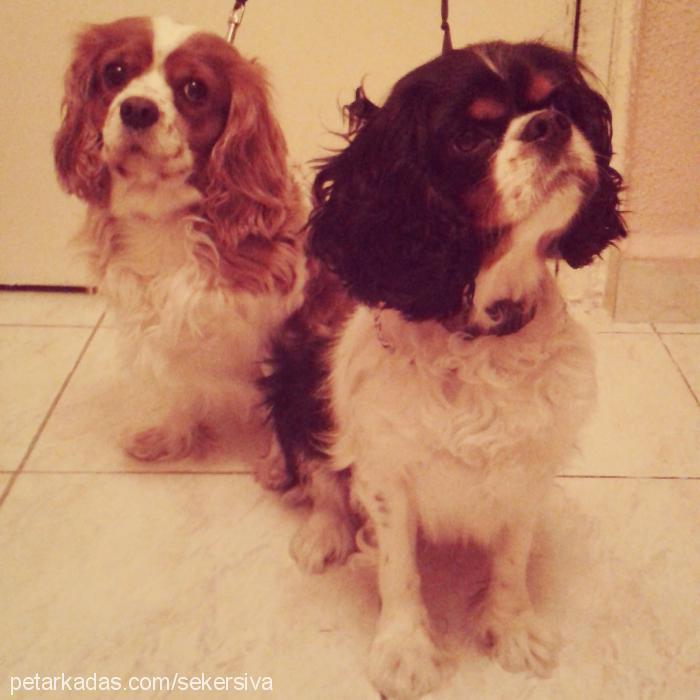 Şeker Dişi Cavalier King Charles Spanieli