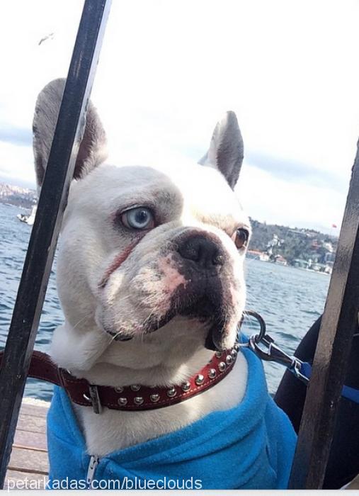 dante Erkek Fransız Bulldog