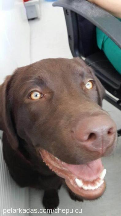 smiley Erkek Labrador Retriever