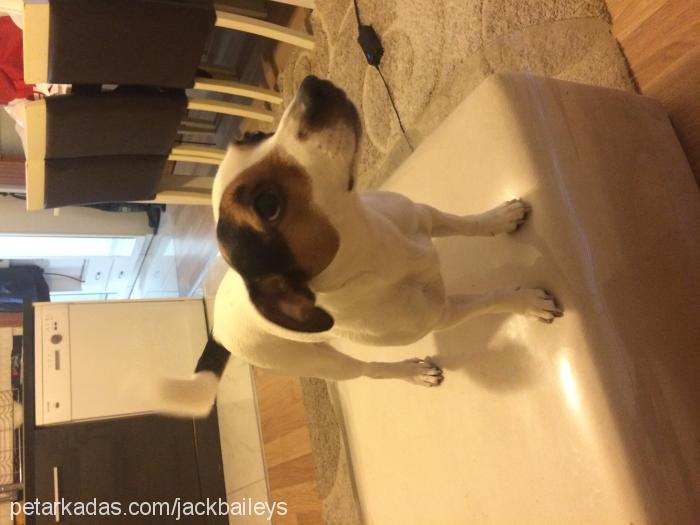 baileys Dişi Jack Russell Terrier