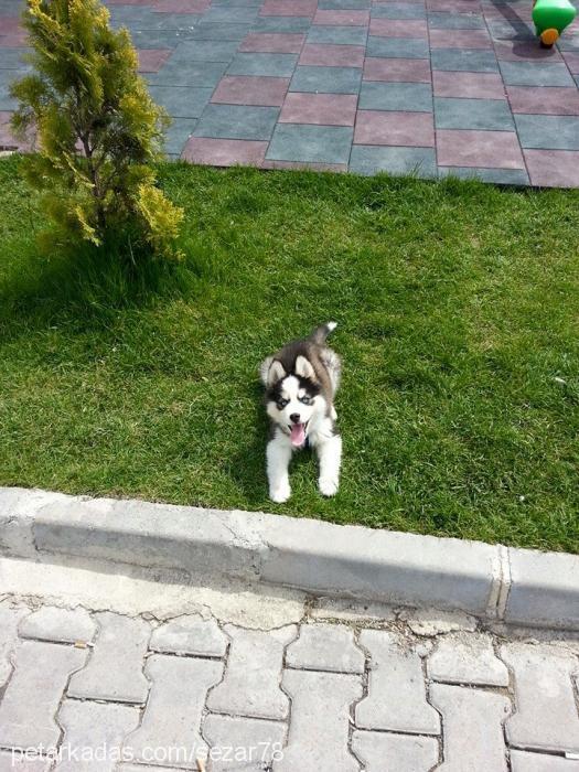 sezar Erkek Sibirya Kurdu (Husky)