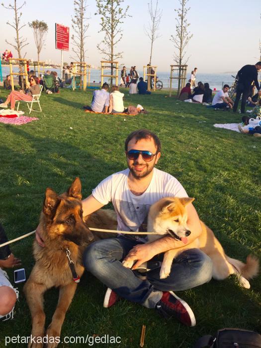 paşa Erkek Alman Çoban Köpeği