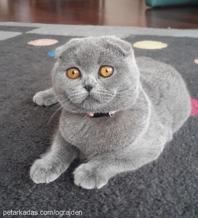 tosca Dişi Scottish Fold