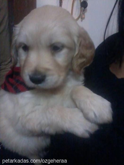 joker Erkek Golden Retriever