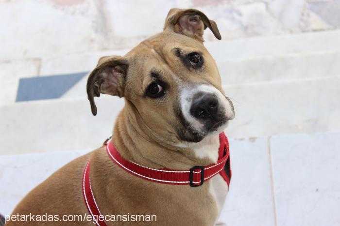 badem Dişi Amerikan Staffordshire Terrier