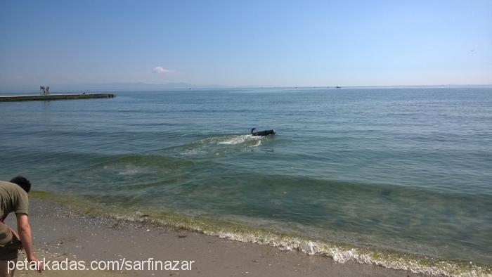 maça Erkek Alman Çoban Köpeği