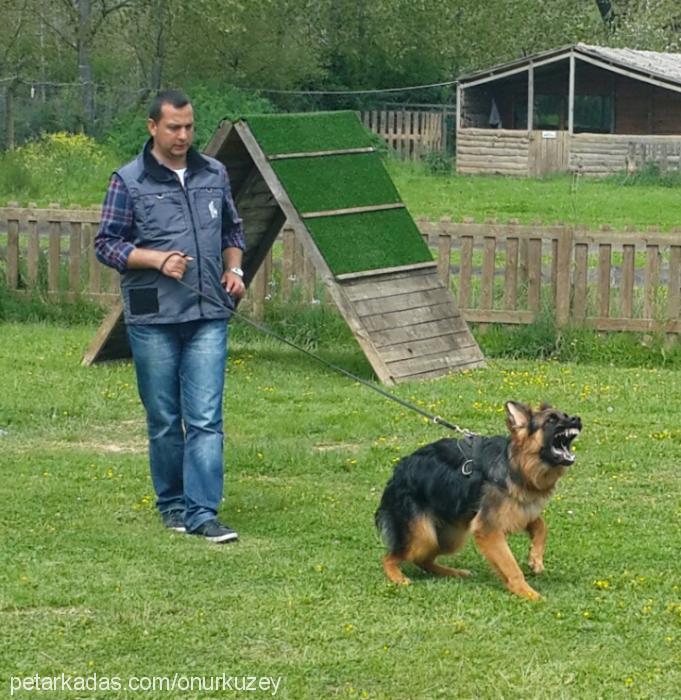 leon Erkek Alman Çoban Köpeği