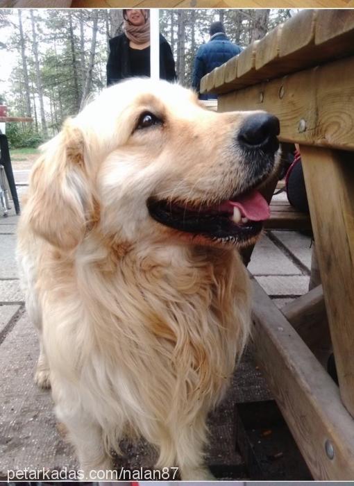 linda Dişi Golden Retriever