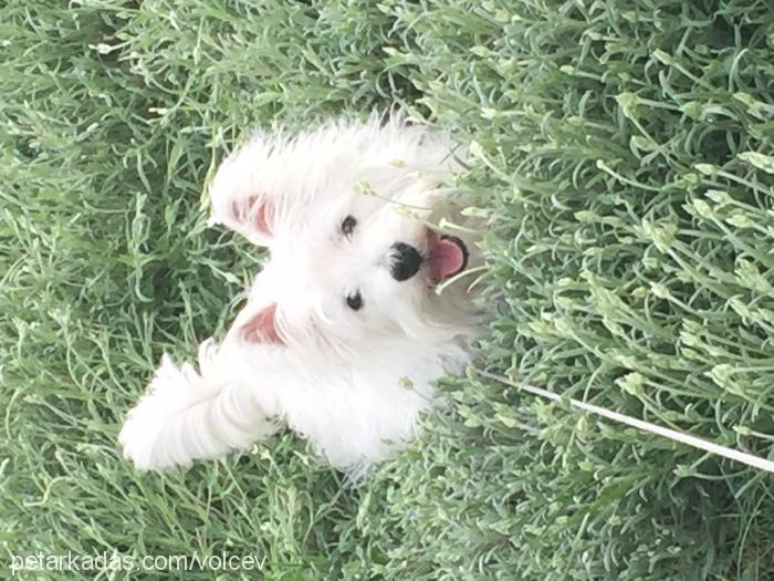 sapsi Erkek West Highland White Terrier