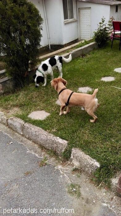 ruffo Erkek Amerikan Cocker Spaniel