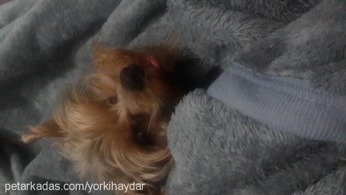 haydar Erkek Yorkshire Terrier