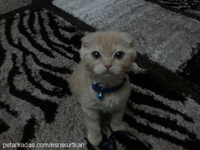 leo Erkek Scottish Fold