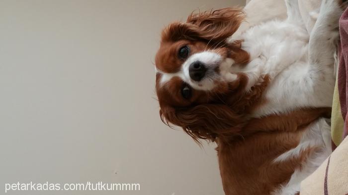 mayamm Dişi King Charles Spaniel