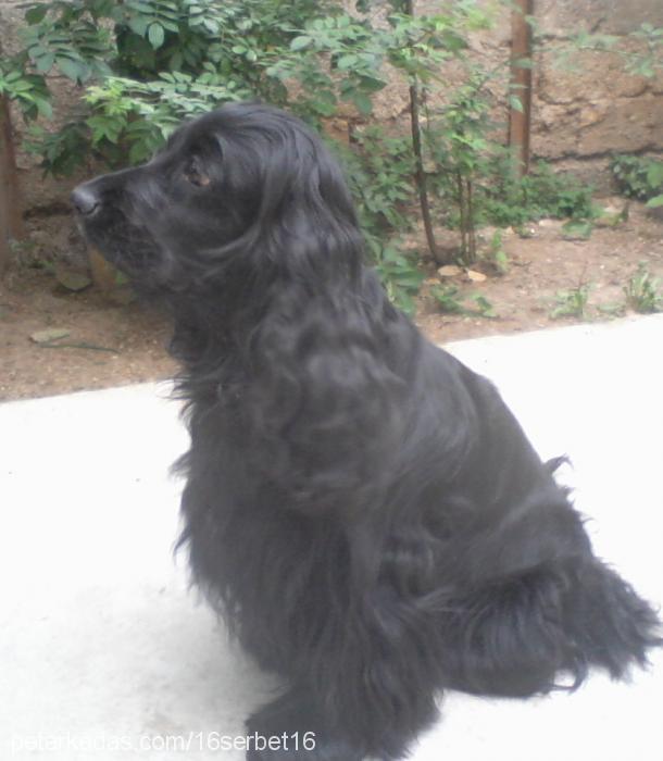 Şerbet Dişi Amerikan Cocker Spaniel