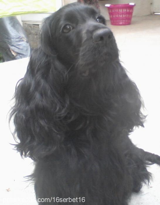 Şerbet Dişi Amerikan Cocker Spaniel