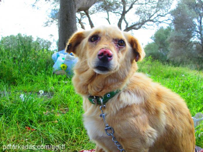 garip Erkek Pembroke Welsh Corgi