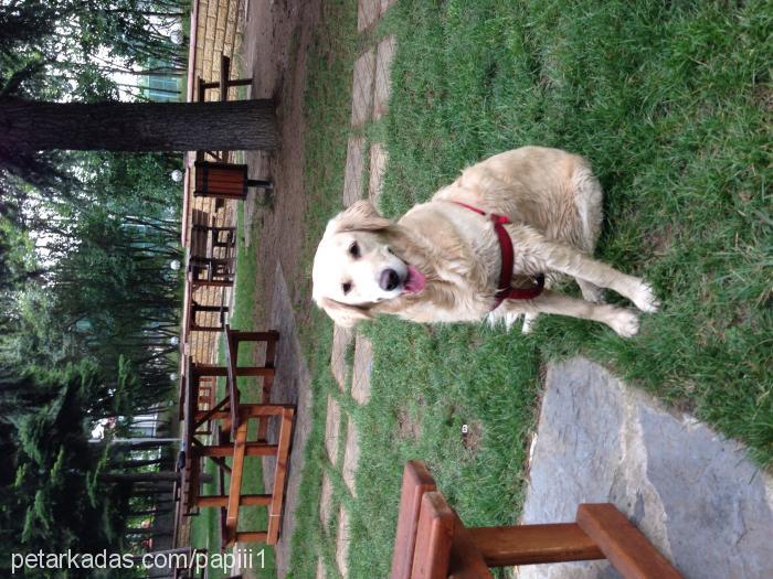 papi Dişi Golden Retriever