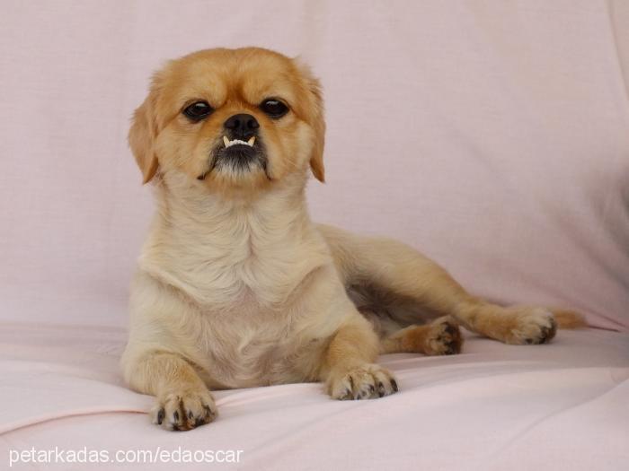 oscar Erkek Tibetli Spaniel