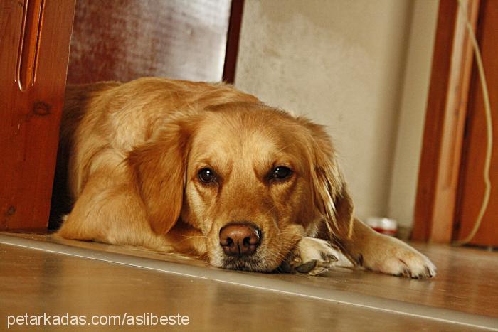 melodi Dişi Golden Retriever