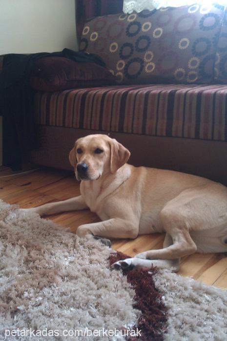 mira Dişi Labrador Retriever