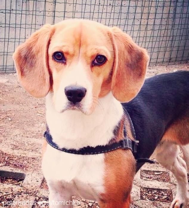 toma Erkek Beagle