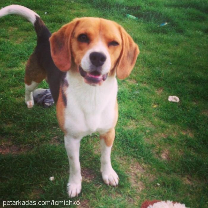toma Erkek Beagle