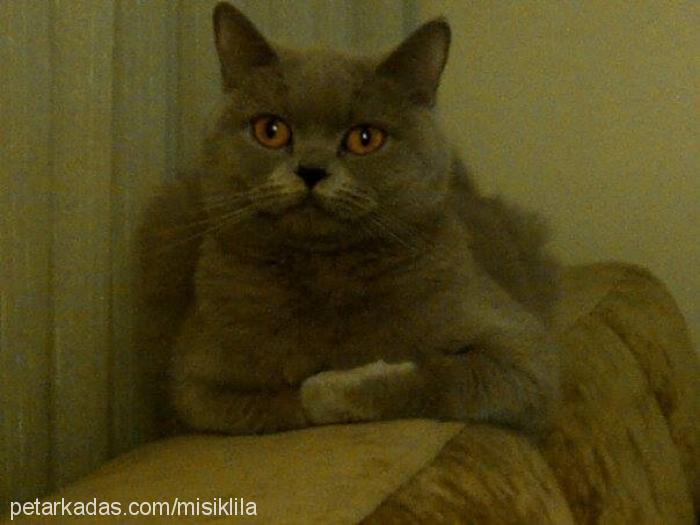 mışık Dişi British Shorthair