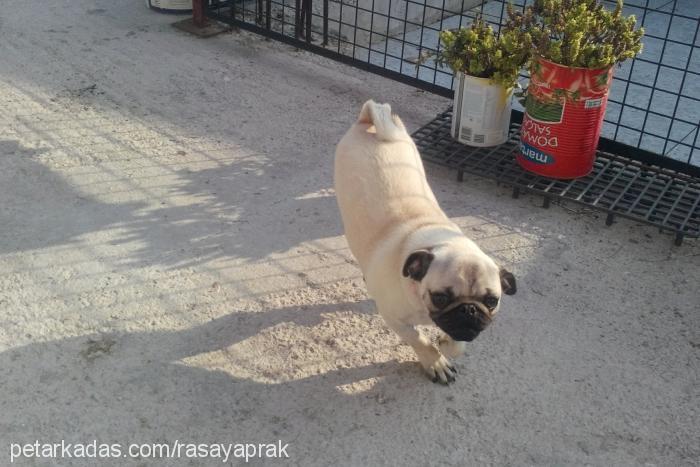 raşa Dişi Pug