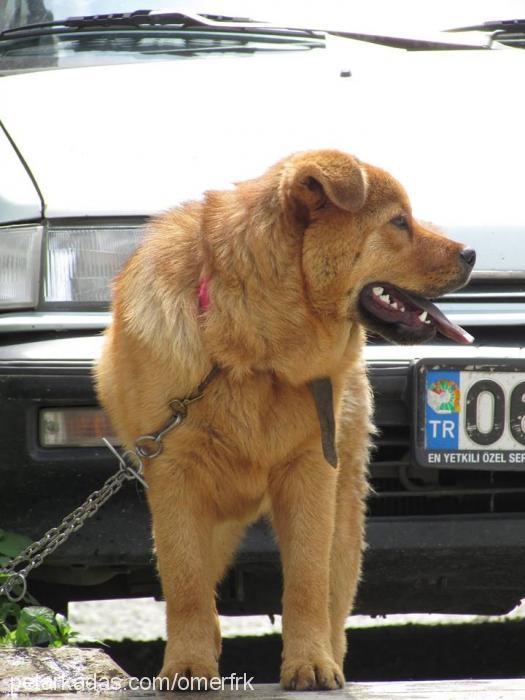 Çamur Erkek Glen of Imaal Terrier