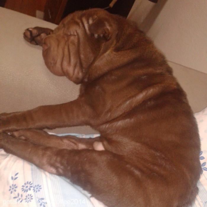 coffe Erkek Çin Shar-Pei