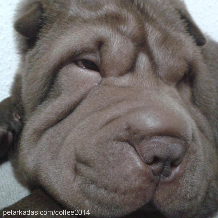 coffe Erkek Çin Shar-Pei