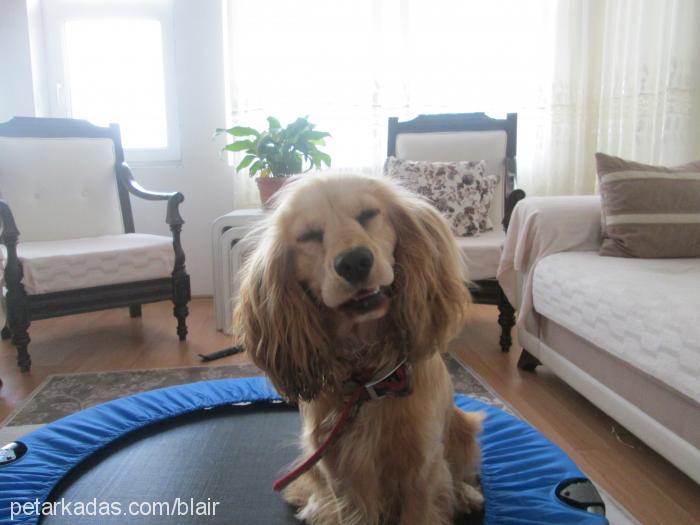 afacannn Dişi Amerikan Cocker Spaniel