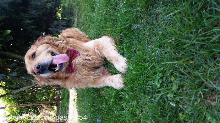 paŞa Erkek Golden Retriever