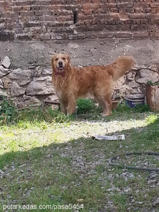 paŞa Erkek Golden Retriever