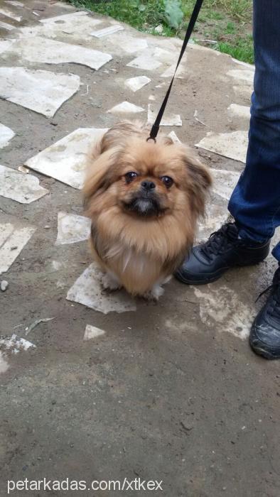 kirpik Erkek Pekingese